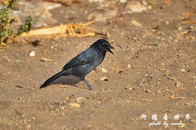 serengeti3D7000 404.JPG serengeti3D7000 404.JPG