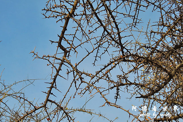 serengeti3P7700 174.JPG