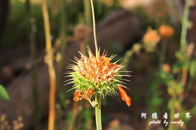 serengeti3P7700 176.JPG serengeti3P7700 176.JPG