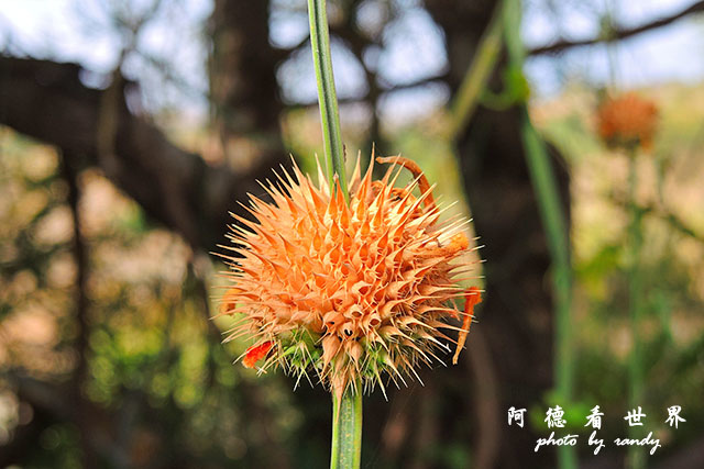 serengeti3P7700 175.JPG serengeti3P7700 175.JPG