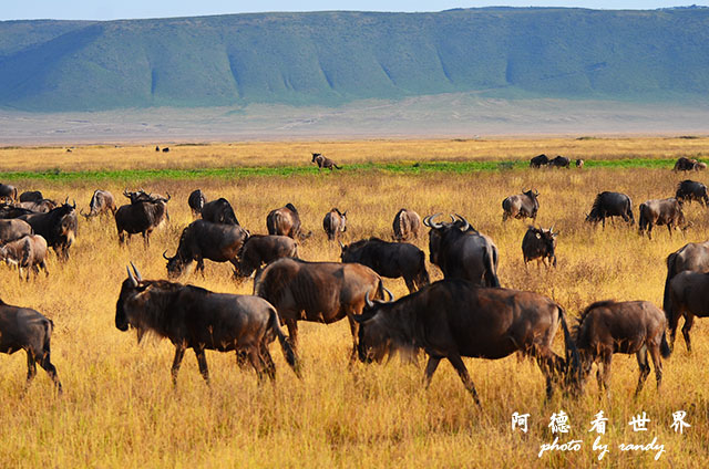 ngorongoroD7000 080.JPG ngorongoroD7000 080.JPG