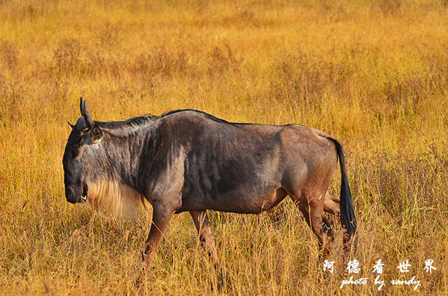 ngorongoroD7000 082.JPG ngorongoroD7000 082.JPG