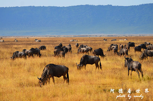 ngorongoroD7000 086.JPG ngorongoroD7000 086.JPG