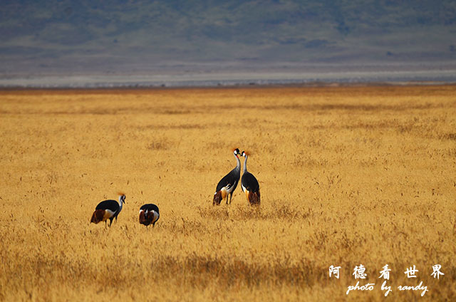 ngorongoroD7000 108.JPG ngorongoroD7000 108.JPG