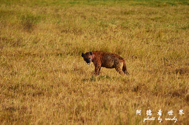 ngorongoroD7000 103.JPG ngorongoroD7000 103.JPG