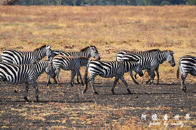 ngorongoroD7000 189.JPG ngorongoroD7000 189.JPG