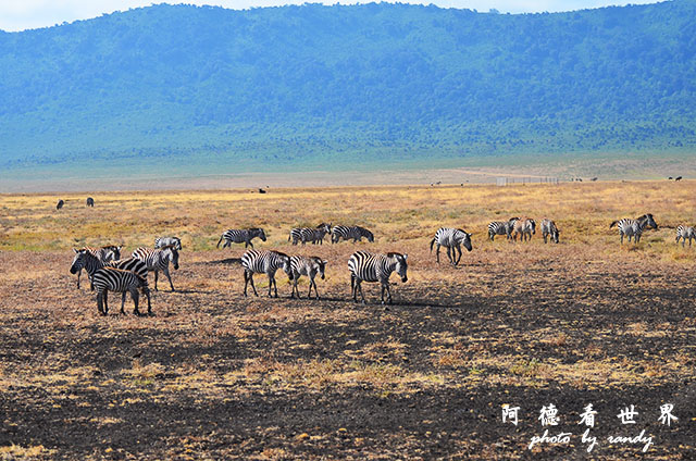 ngorongoroD7000 190.JPG ngorongoroD7000 190.JPG