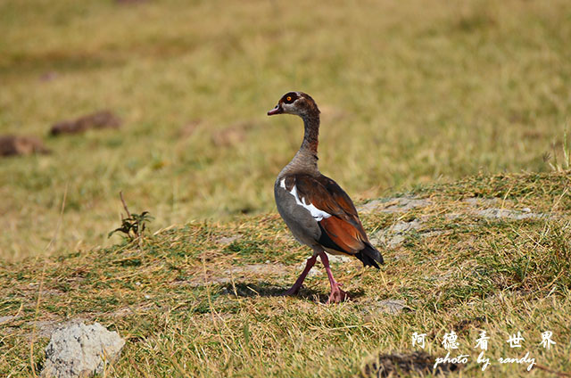 ngorongoroD7000 211.JPG ngorongoroD7000 211.JPG