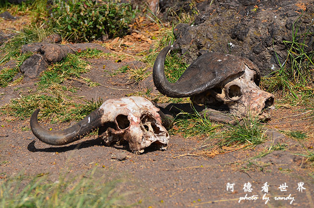 ngorongoroD7000 210.JPG ngorongoroD7000 210.JPG