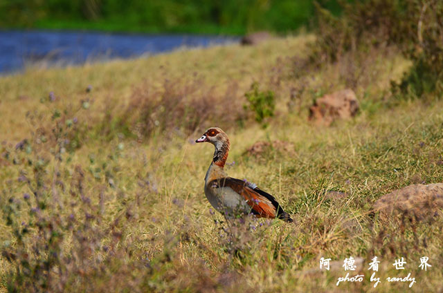 ngorongoroD7000 213.JPG ngorongoroD7000 213.JPG