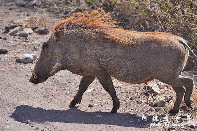 ngorongoroD7000 229.JPG ngorongoroD7000 229.JPG