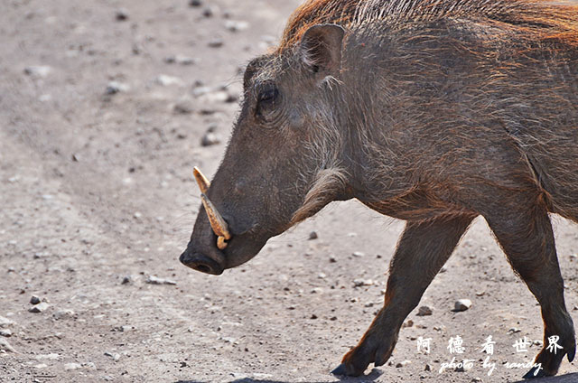 ngorongoroD7000 230.JPG ngorongoroD7000 230.JPG