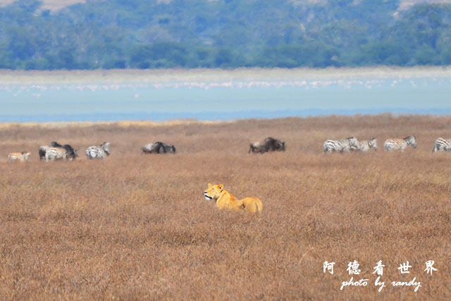 ngorongoroD7000 245.JPG ngorongoroD7000 245.JPG