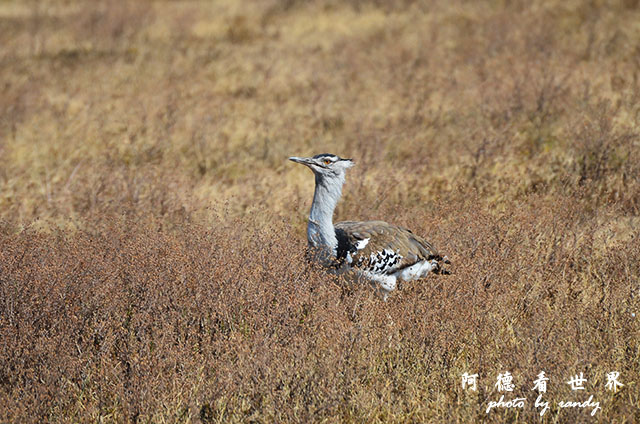 ngorongoroD7000 235.JPG ngorongoroD7000 235.JPG