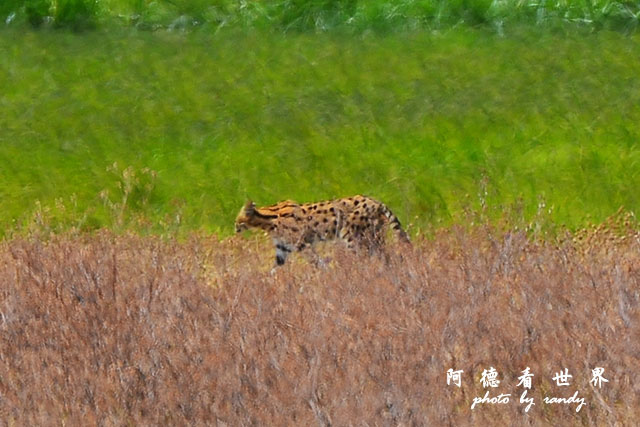 ngorongoroD7000 249.JPG ngorongoroD7000 249.JPG