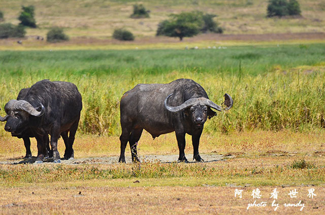 ngorongoroD7000 251.JPG ngorongoroD7000 251.JPG