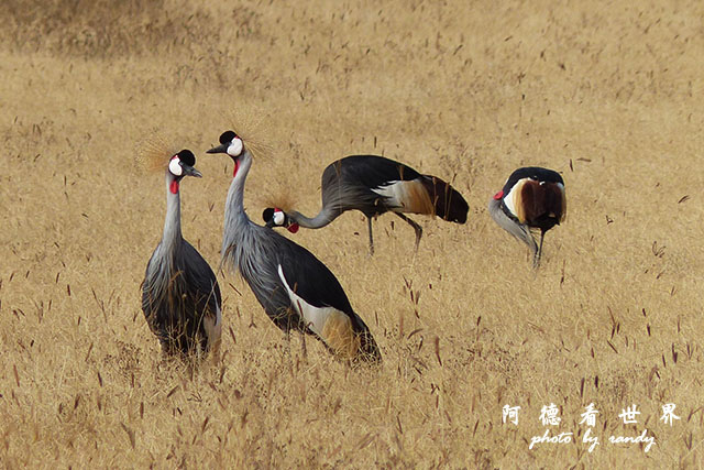 ngorongoroFZ200 (29).JPG ngorongoroFZ200 (29).JPG