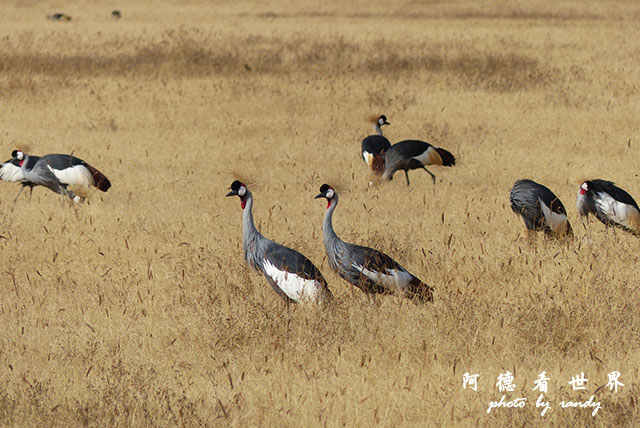 ngorongoroFZ200 (30).JPG ngorongoroFZ200 (30).JPG