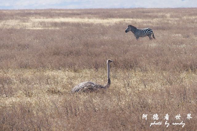 ngorongoroFZ200 (52).JPG ngorongoroFZ200 (52).JPG