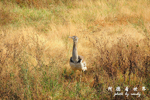 ngorongoroP7700 087.JPG ngorongoroP7700 087.JPG