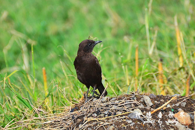 nakuru2D7000 022.JPG nakuru2D7000 022.JPG