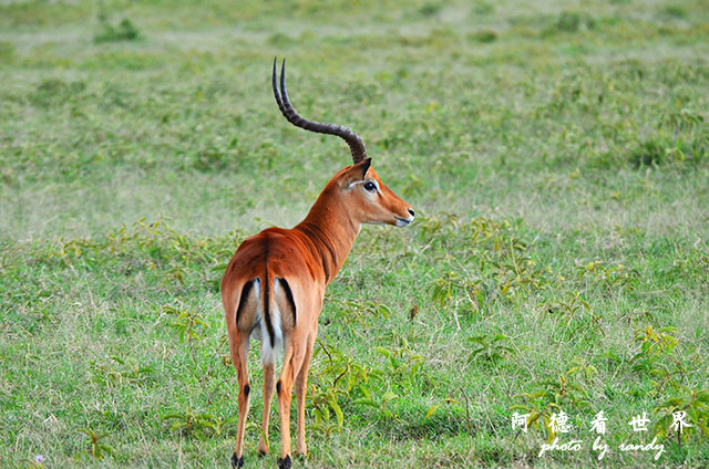 nakuru2D7000 028.JPG nakuru2D7000 028.JPG