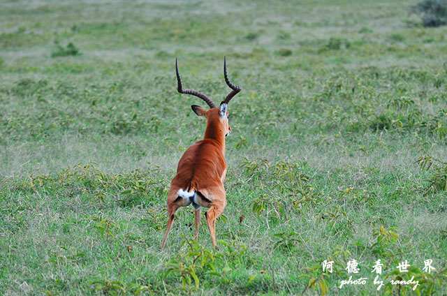 nakuru2D7000 034.JPG nakuru2D7000 034.JPG