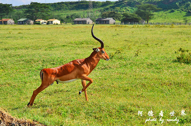 nakuru2D7000 066.JPG