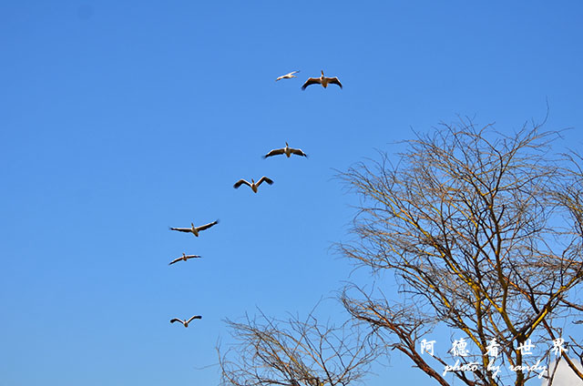 nakuru2D7000 101.JPG nakuru2D7000 101.JPG