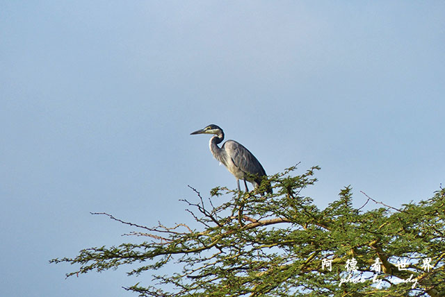 nakuru2FZ200 (6).JPG nakuru2FZ200 (6).JPG