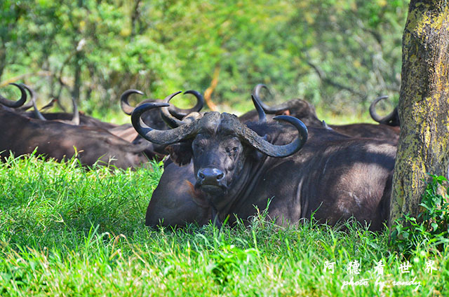 nakuru2D7000 176.JPG