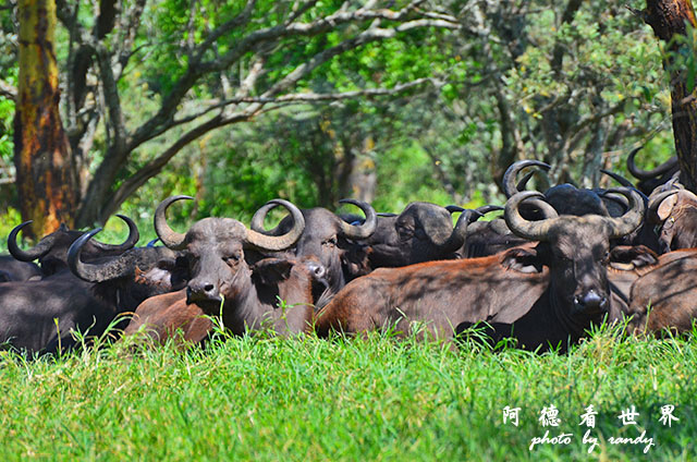 nakuru2D7000 178.JPG nakuru2D7000 178.JPG