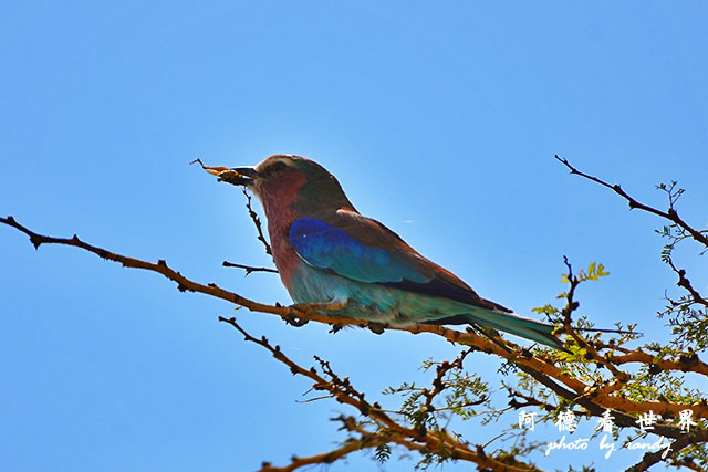 nakuru2D7000 206.JPG