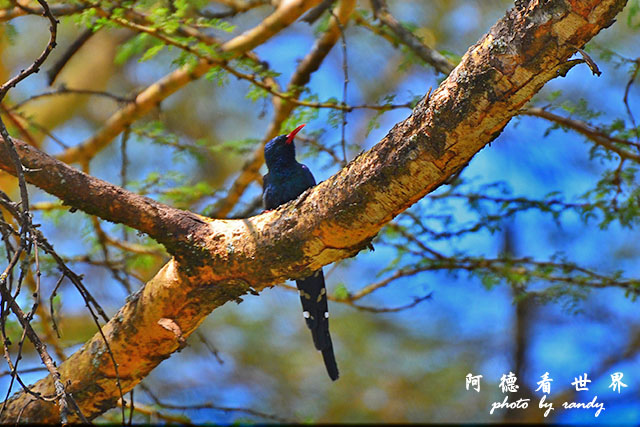 nakuru2D7000 212.JPG nakuru2D7000 212.JPG