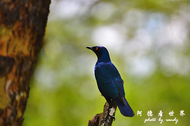 nakuru2D7000 210.JPG nakuru2D7000 210.JPG