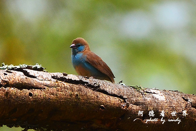 nakuru2D7000 214.JPG nakuru2D7000 214.JPG