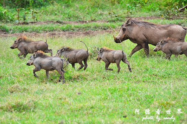 nakuru2D7000 224.JPG