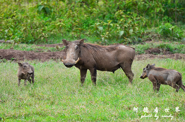 nakuru2D7000 228.JPG