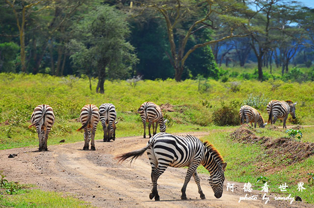 nakuru2D7000 230.JPG