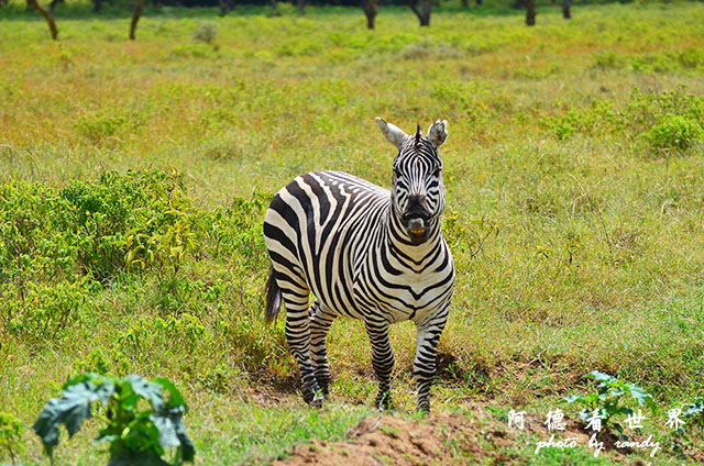 nakuru2D7000 232.JPG