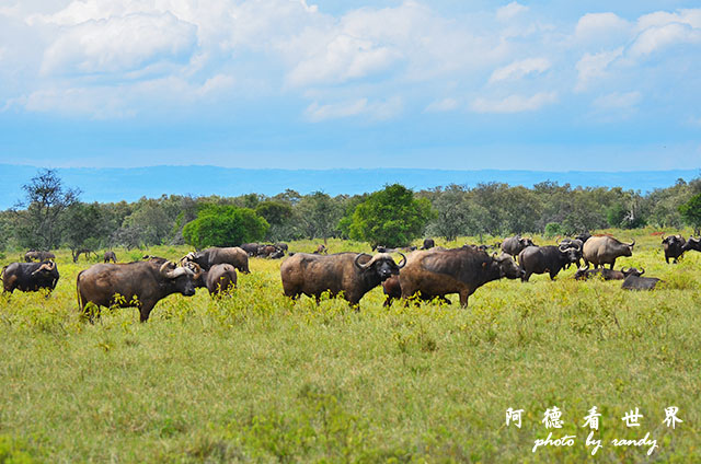 nakuru2D7000 234.JPG