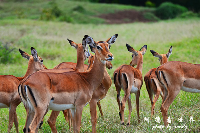 nakuru2D7000 239.JPG