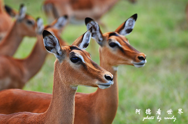 nakuru2D7000 241.JPG nakuru2D7000 241.JPG