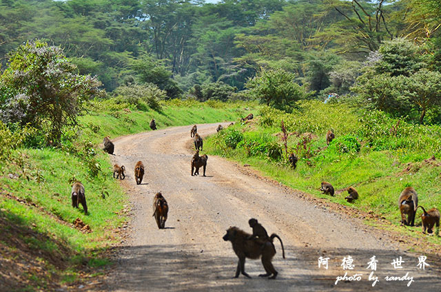 nakuru2D7000 243.JPG