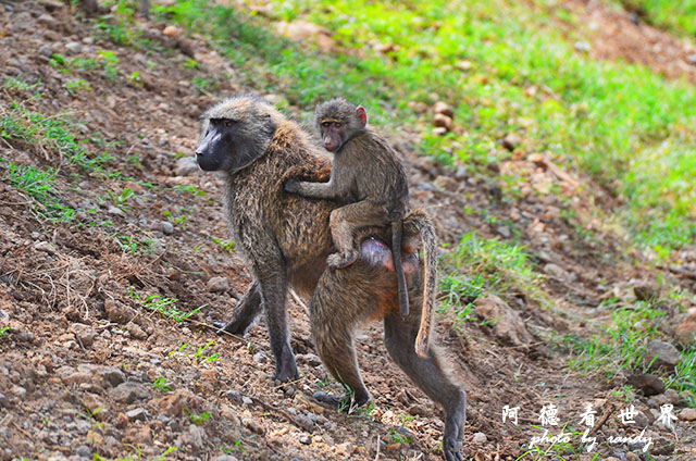 nakuru2D7000 244.JPG nakuru2D7000 244.JPG