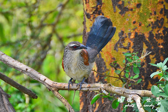 nakuru2D7000 259.JPG nakuru2D7000 259.JPG