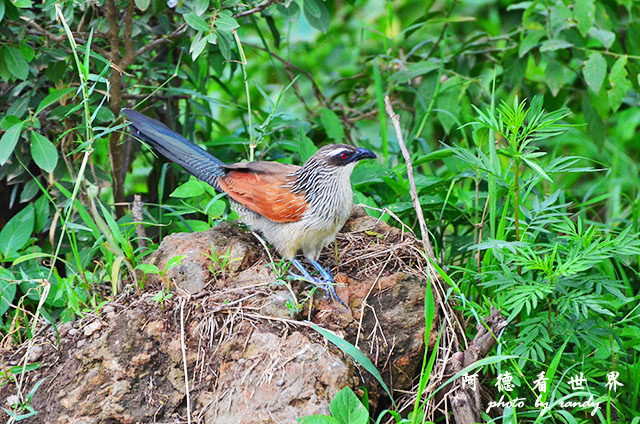 nakuru2D7000 268.JPG