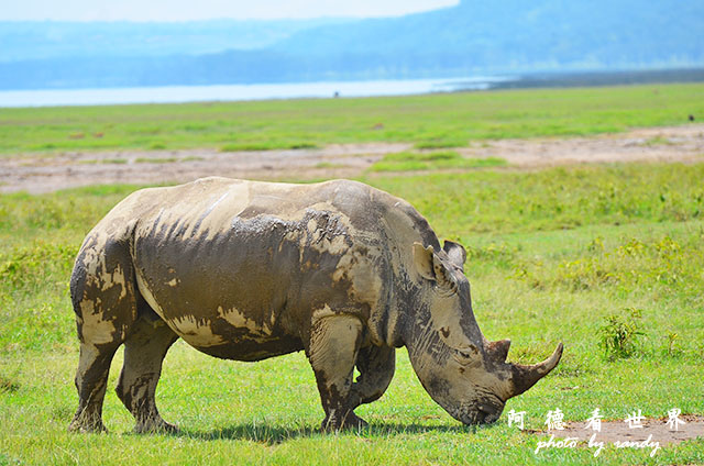 nakuru2D7000 285.JPG