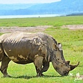 nakuru2D7000 285.JPG