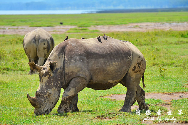 nakuru2D7000 294.JPG nakuru2D7000 294.JPG